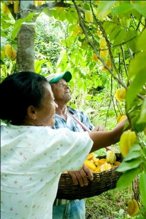 Foto 5 - Agrofloresta - Zé Caboclo - Sirinhaém