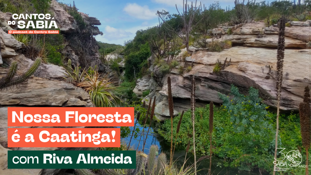 Nossa floresta é a Caatinga! | Cantos do Sabiá