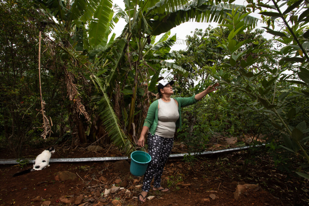 Transição agroecológica e soberania nos quintais produtivos das mulheres do Semiárido 