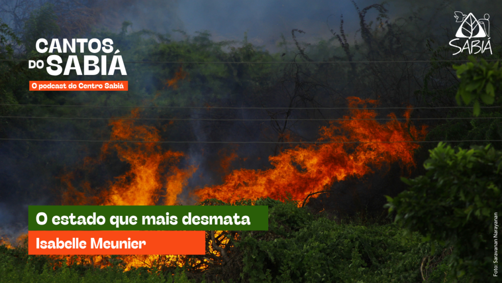 O estado que mais desmata – Cantos do Sabiá